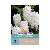 Hectarul - Bulbi de zambile Carnegie 3 bulbi